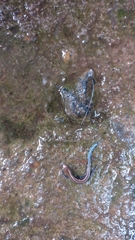 Kaestlea travancorica