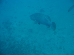 Epinephelus lanceolatus