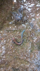 Kaestlea travancorica