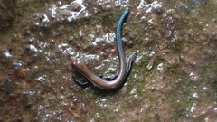 Kaestlea travancorica