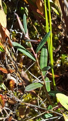 Andromeda polifolia glaucophylla