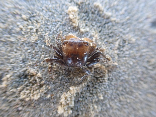 photo of Gulfweed Crab (Planes minutus)