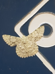 Pingasa abyssiniaria