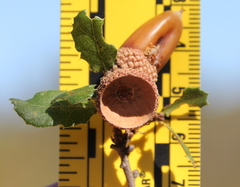 Quercus × acutidens