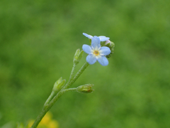 Myosotis cespitosa