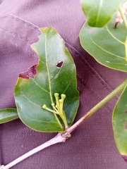 Pyrostria