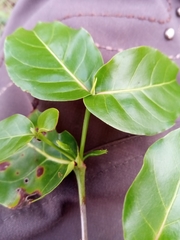 Pyrostria