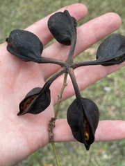 Magnoliopsida