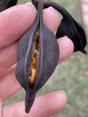 Magnoliopsida