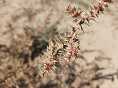 Salsola pontica