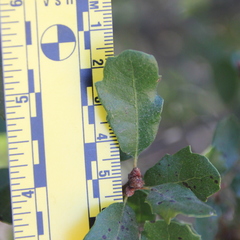 Quercus × acutidens