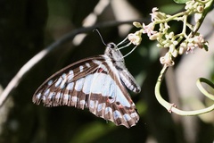 Graphium eurypylus lycaon