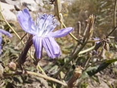 Lactuca tatarica