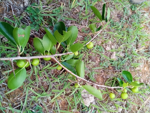 Flacourtia indica image