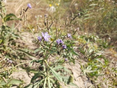 Lactuca tatarica