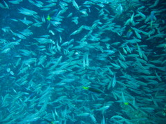 Atherinomorus lacunosus