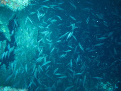 Atherinomorus lacunosus