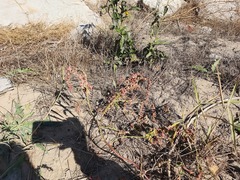 Atriplex aucheri