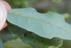 Quercus × acutidens