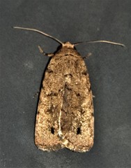 Athetis maculatra