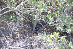 Quercus × acutidens