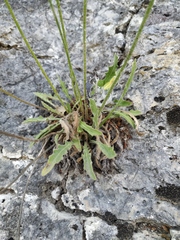 Leontodon biscutellifolius