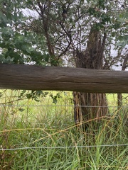 Eucalyptus crenulata