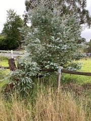 Eucalyptus crenulata