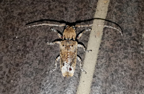 Pterolophia cylindripennis, 2021-01-26