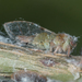 Curtain Fig Psyllid - Photo no rights reserved, uploaded by Jesse Rorabaugh