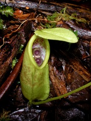 Nepenthes tentaculata