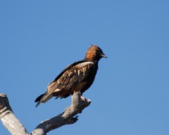 Hamirostra melanosternon