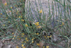 Ephedra equisetina