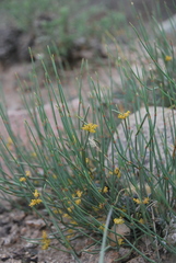Ephedra equisetina