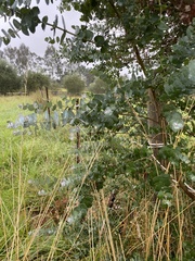 Eucalyptus crenulata
