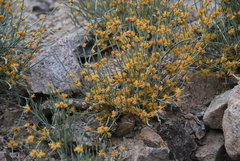 Ephedra equisetina