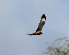 Hamirostra melanosternon