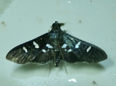 Desmia subdivisalis