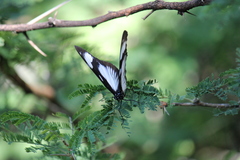 Hypolimnas anthedon wahlbergi