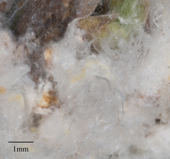 Macrohomotoma gladiatum