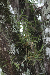 Tridactyle bicaudata