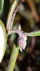 Andromeda polifolia glaucophylla