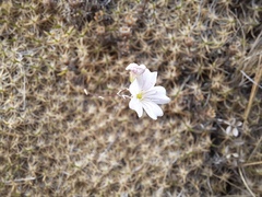 Gypsophila tenuifolia