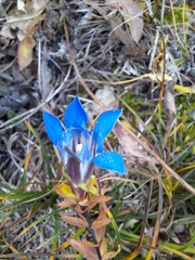 Gentiana septemfida grossheimii