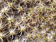 Gypsophila tenuifolia