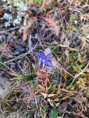 Gentiana septemfida grossheimii