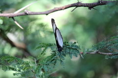 Hypolimnas anthedon wahlbergi