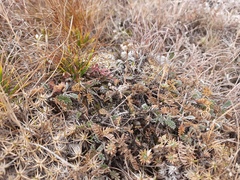 Anthemis fruticulosa