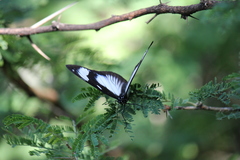 Hypolimnas anthedon wahlbergi