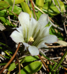 Gentiana newberryi